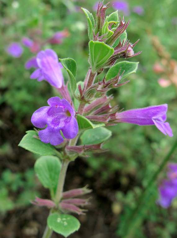 dušovka alpínska Acinos alpinus (L.) Moench