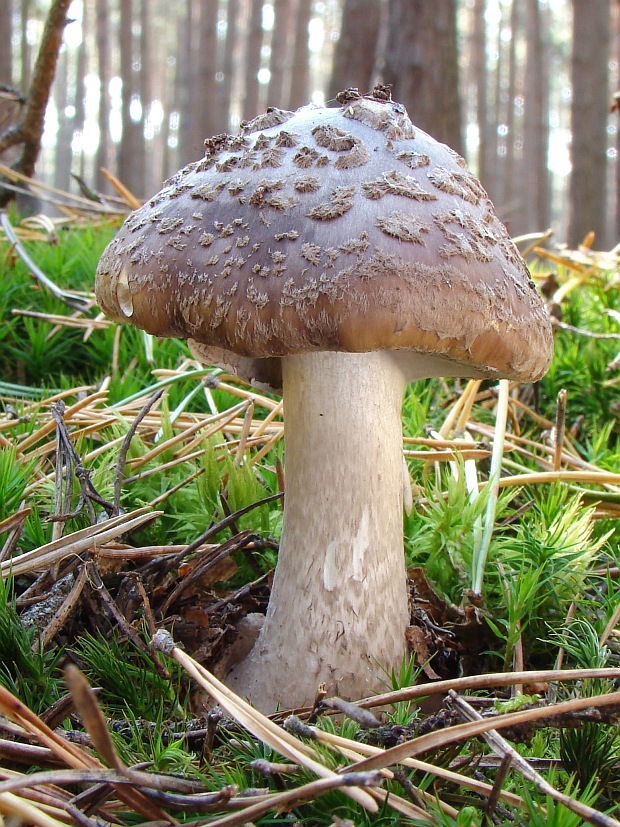 muchotrávka porfýrovosivá Amanita porphyria Alb. & Schwein.