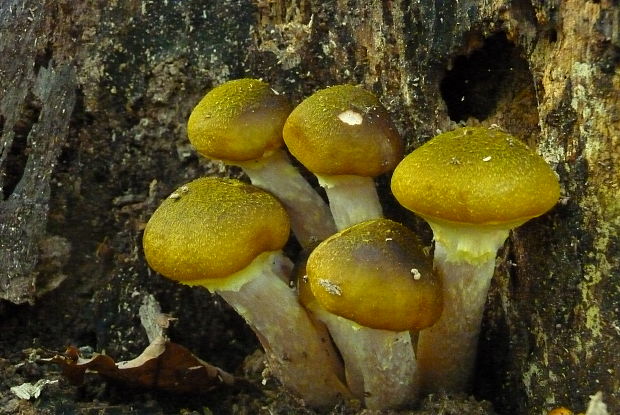 podpňovka obyčajná Armillaria mellea (Vahl) P. Kumm.