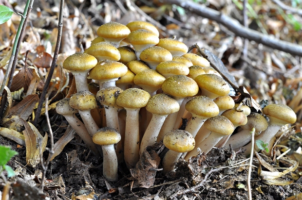 podpňovka obyčajná Armillaria mellea (Vahl) P. Kumm.