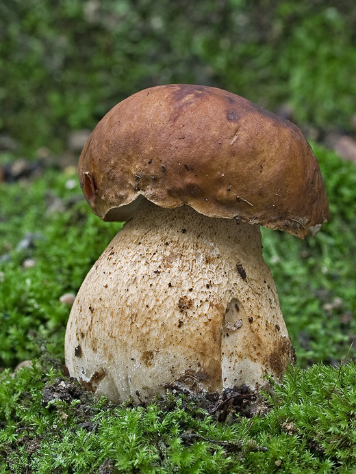 hríb bronzový Boletus aereus Bull. ex Fr.