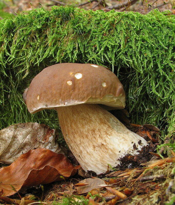 hríb smrekový Boletus edulis Bull.