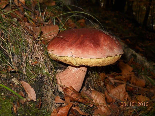 hríb sosnový Boletus pinophilus Pil. et Dermek in Pil.