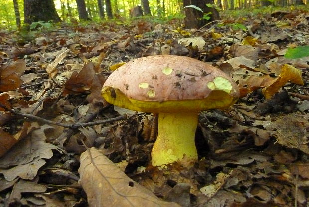 hríb kráľovský Butyriboletus regius (Krombh.) D. Arora & J.L. Frank