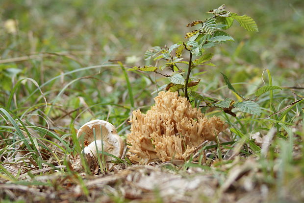 konárovka Clavulina sp.