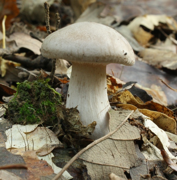 strmuľka inovaťová Clitocybe nebularis (Batsch) P. Kumm.