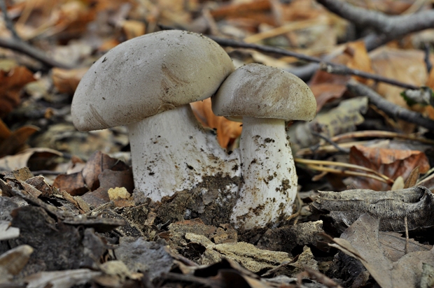 strmuľka inovaťová Clitocybe nebularis (Batsch) P. Kumm.