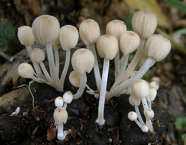 hnojník rozsiaty Coprinellus disseminatus (Pers.) J.E. Lange