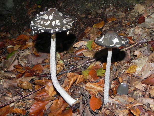 hnojník strakatý Coprinopsis picacea (Bull.) Redhead, Vilgalys & Moncalvo