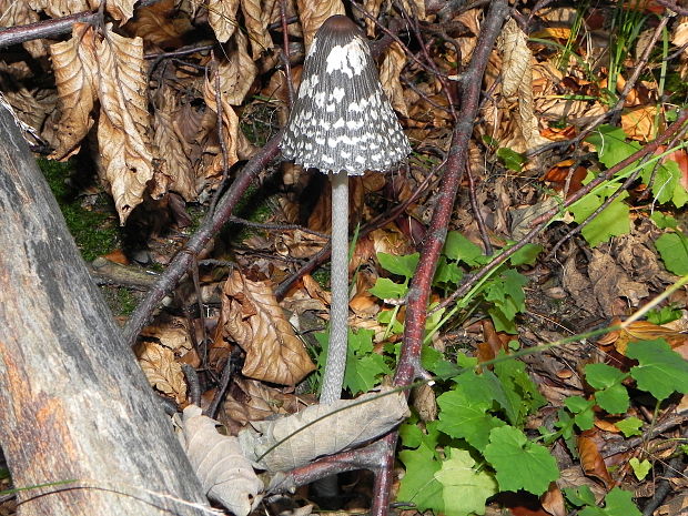 hnojník strakatý Coprinopsis picacea (Bull.) Redhead, Vilgalys & Moncalvo