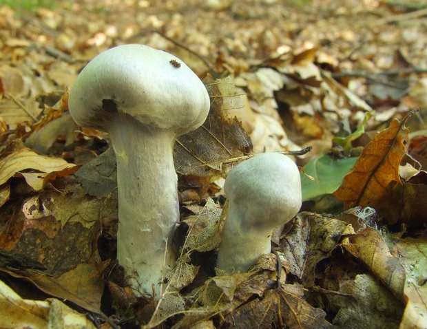 pavučinovec Cortinarius sp.