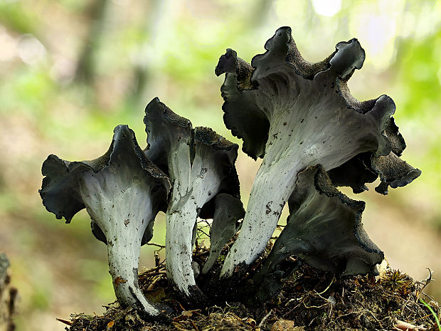 lievik trúbkovitý Craterellus cornucopioides (L.) Pers.