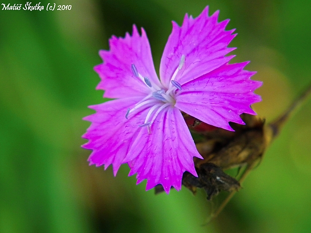 klinček ??? Dianthus sp.