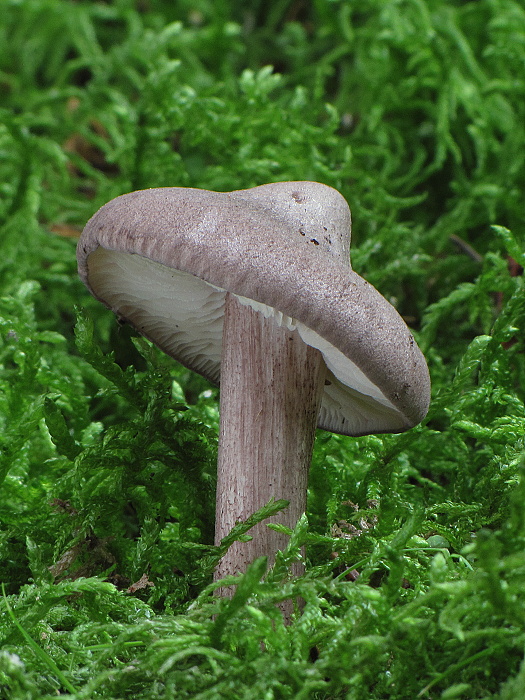 hodvábnica porfýrová Entoloma porphyrophaeum (Fr.) P. Karst.