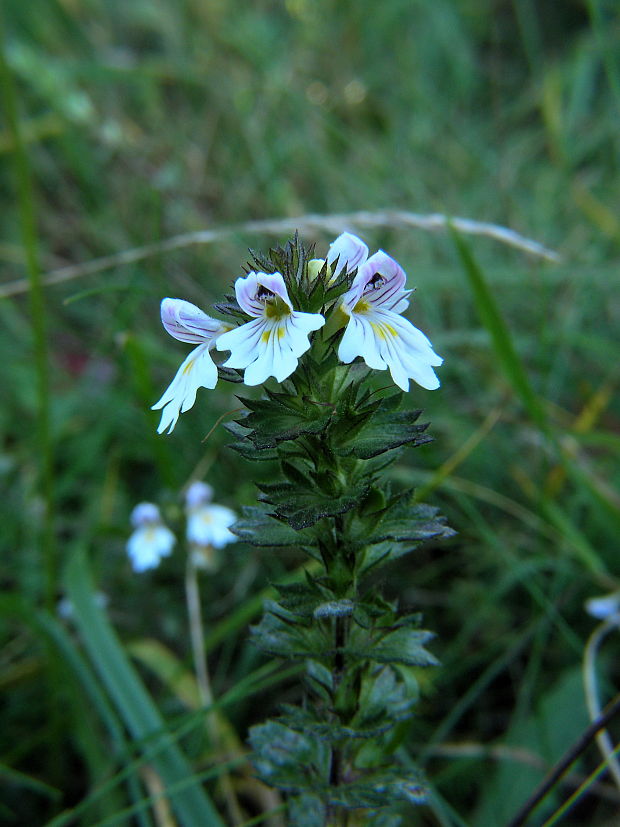 očianka  Euphrasia  sp