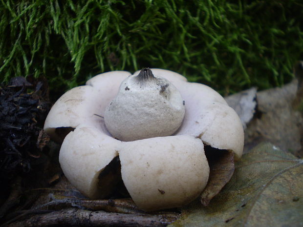 hviezdovka strapkatá Geastrum fimbriatum Fr.