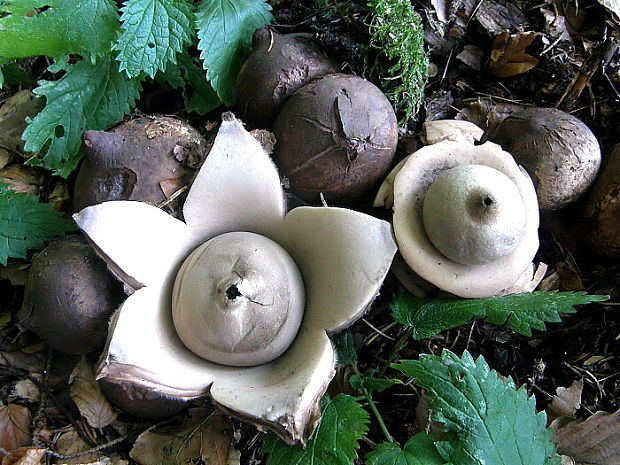 hviezdovka trojitá Geastrum triplex Jungh.