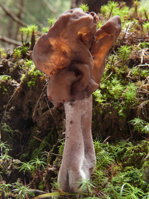 ušiak mitrovitý Gyromitra infula (Schaeff.) Quél.