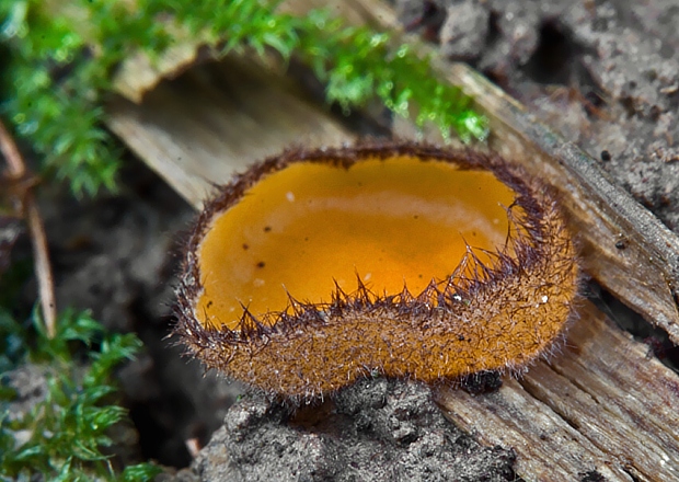 humária Humaria aurantia (Clem.) Häffner, Benkert & Krisai