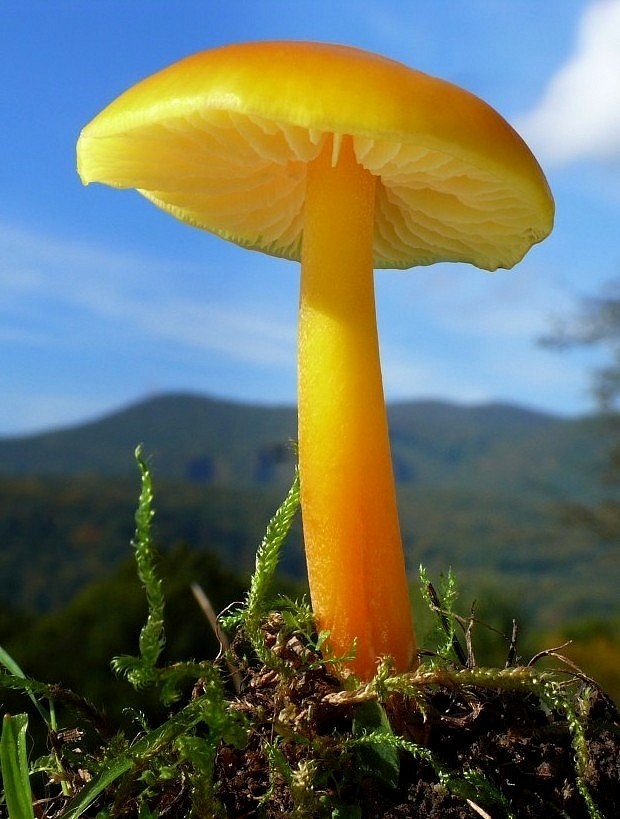 lúčnica citrónovožltá Hygrocybe chlorophana (Fr.) Wünsche