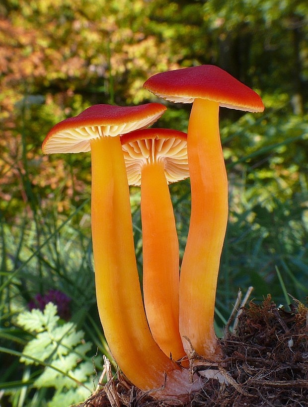 lúčnica šarlátová Hygrocybe coccinea (Schaeff.) P. Kumm.