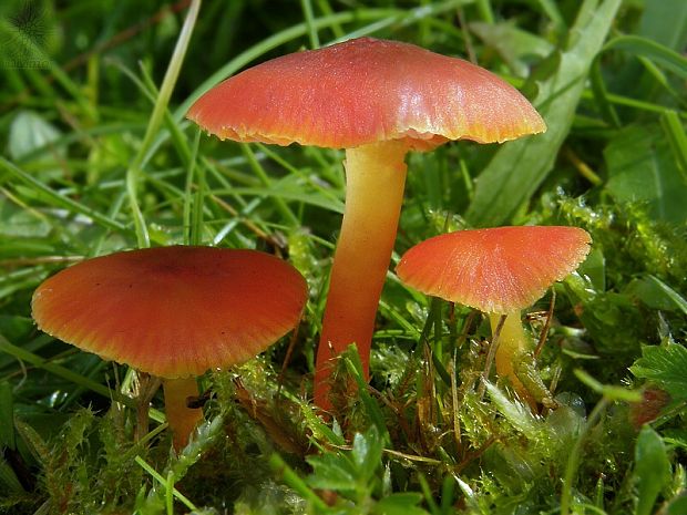 lúčnica blednúca Hygrocybe insipida (J.E. Lange ex S. Lundell) M.M. Moser