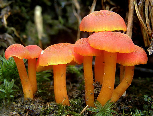 lúčnica krvavá Hygrocybe miniata (Fr.) P. Kumm.