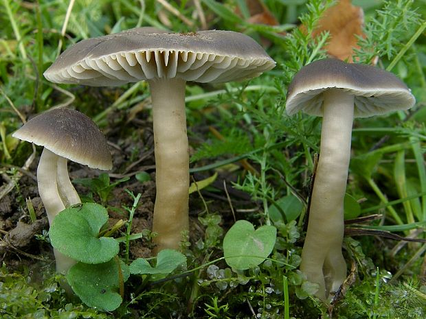 lúčnica liadková Hygrocybe nitrata (Pers.) Wünsche