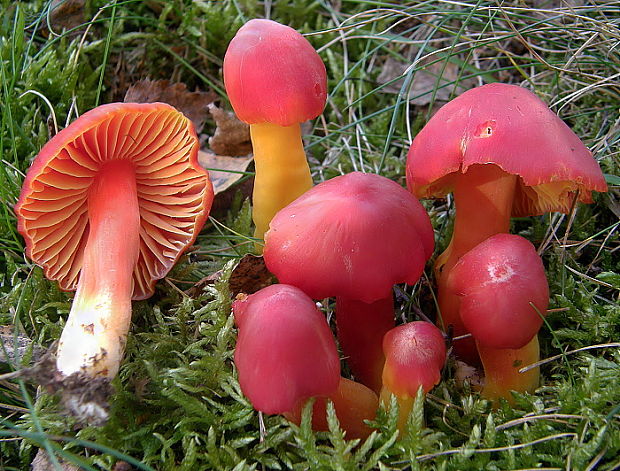 lúčnica nádherná Hygrocybe splendidissima (P.D. Orton) M.M. Moser