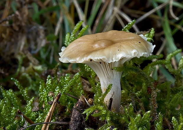 lúčnica snehobiela bledookrová Hygrocybe virginea var. ochraceopallida (P.D. Orton) Boertm.