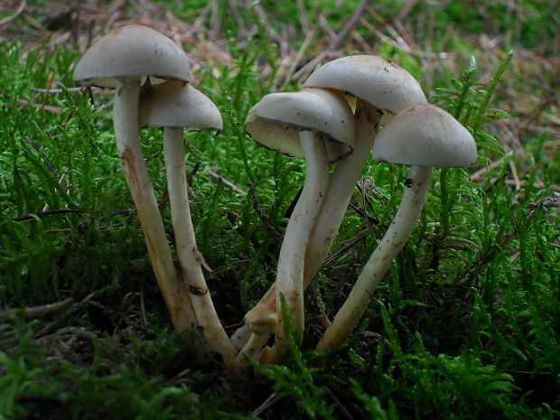 strapcovka zväzkovitá Hypholoma fasciculare (Huds.) P. Kumm.