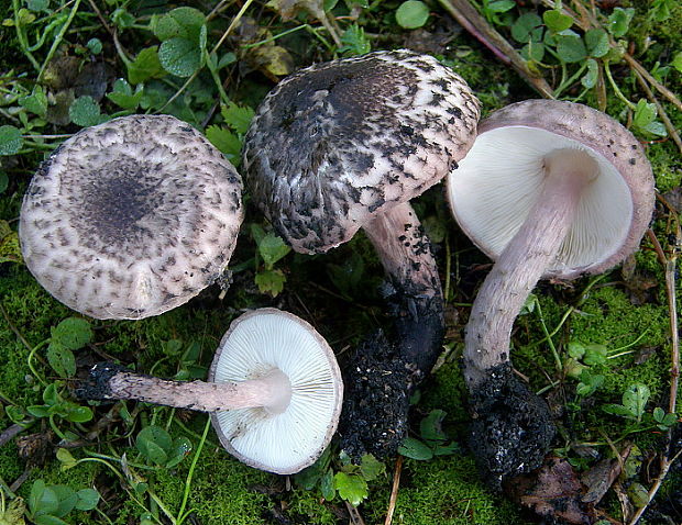 bedlička vínovohnedá Lepiota fuscovinacea F.H. Møller & J.E. Lange