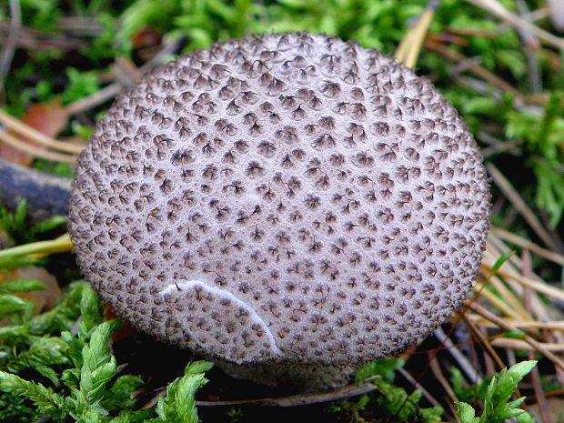 prášnica tmavá Lycoperdon nigrescens Wahlenb.