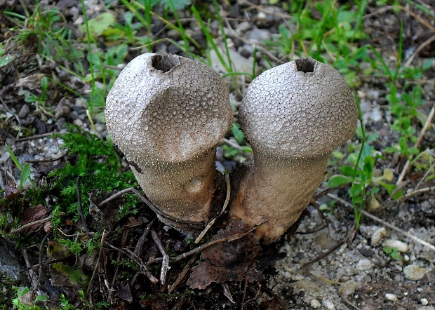 prášnica bradavičnatá Lycoperdon perlatum Pers.