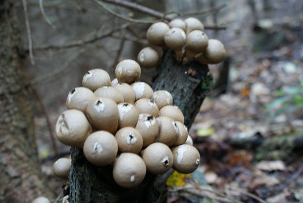 prášnica hruškovitá Lycoperdon pyriforme Schaeff.