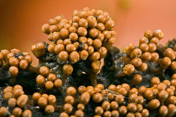 slizovka Myxomycetes