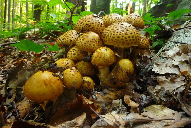 šupinovka slizká Pholiota adiposa (Batsch) P. Kumm.