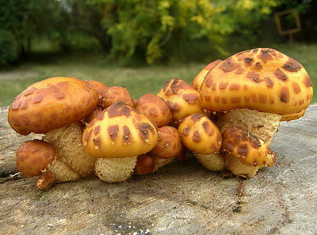 šupinovka slizká Pholiota adiposa (Batsch) P. Kumm.