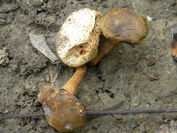 suchohríb cudzopasný Pseudoboletus parasiticus (Bull.) Šutara