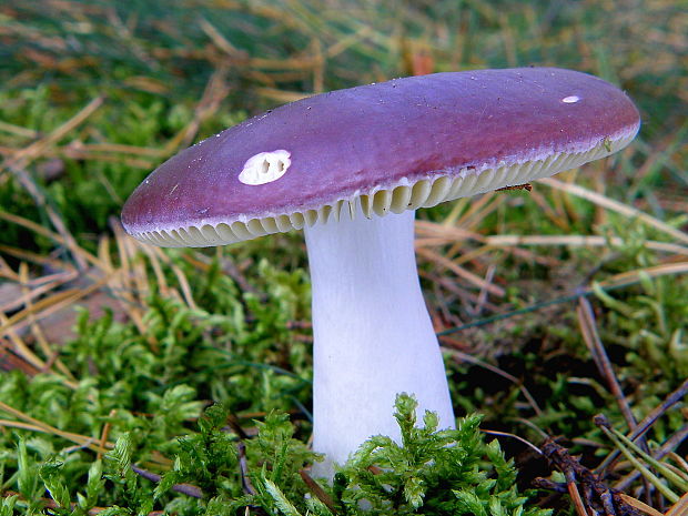 plávka Russula sp.