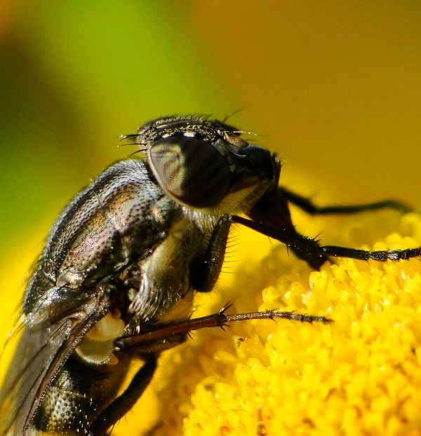 bzučivka Stomorhina lunata