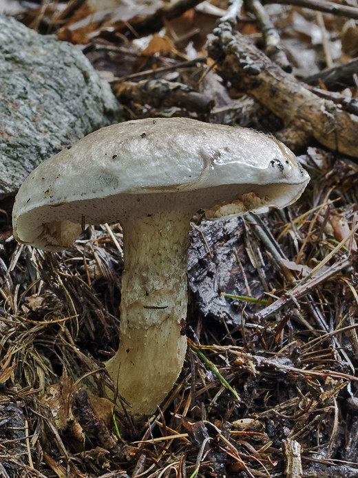 masliak lepkavý Suillus viscidus (L.) Roussel