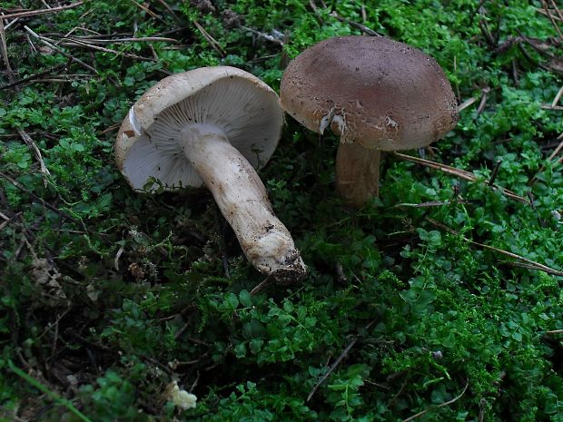 čírovka? Tricholoma sp.