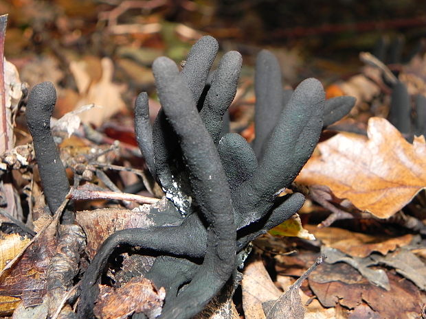 drevnatec kyjakovitý Xylaria polymorpha (Pers.) Grev.