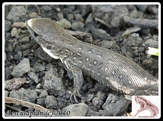 jašterica krátkohlavá lacerta agilis