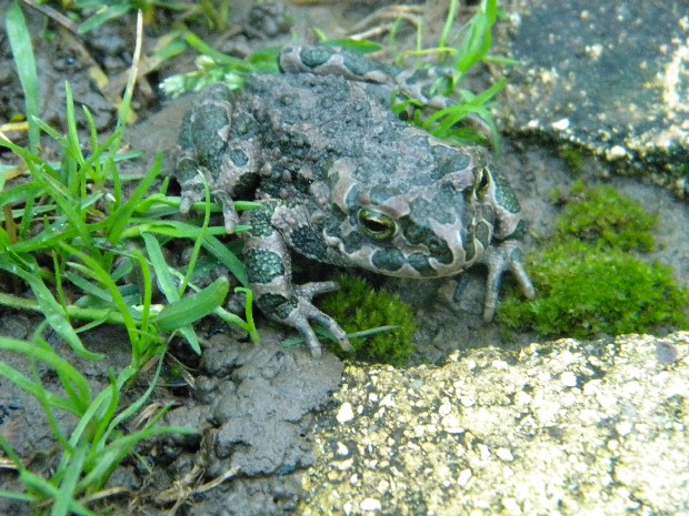 ropucha zelená pseudepidalea viridis