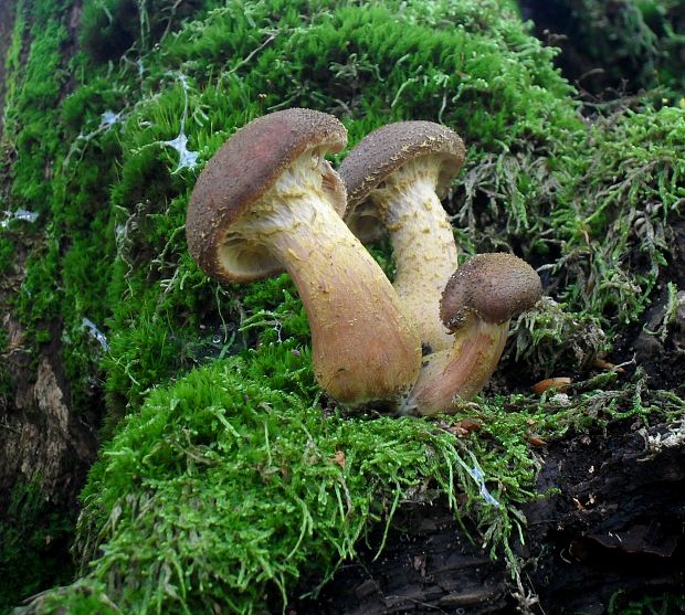 podpňovka obyčajná Armillaria mellea (Vahl) P. Kumm.