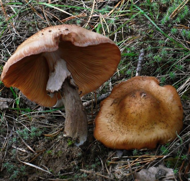 podpňovka obyčajná Armillaria mellea (Vahl) P. Kumm.