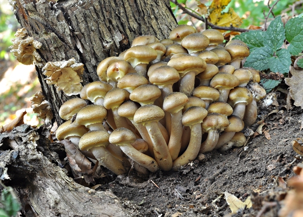 podpňovka obyčajná Armillaria mellea (Vahl) P. Kumm.