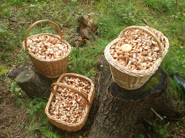 podpňovka Armillaria sp.